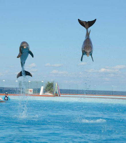 Foto de Nado Aventura con delfines en Grand Sirenis Akumal-Tulum - Programa Swim Adventure